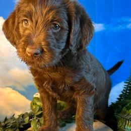 Tiny - Chocolate female Labradoodle puppy in Chelan, Washington from North Cascades Doodles
