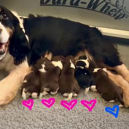 Girl 1 - Liver and white female English Springer Spaniel puppy in Scio, Oregon from Starlet Springers