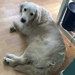 Kona - Goldendoodle