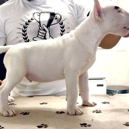 Bull Terriers from Rebel Angel