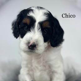 Chico-Petite - Parti male Goldendoodle puppy in Milford, Indiana from Railway Acres Kennel