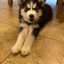 Siberian Husky All Grown Up from Joel's Husky Kennels