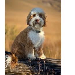 Joey - Australian Labradoodle