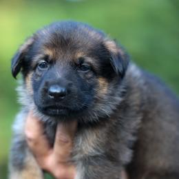 Teal Collar - Sable female German Shepherd puppy in Prospect, Connecticut from Di Massimo Canile