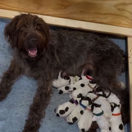 Wirehaired Pointing Griffon Puppies from Lost Creek Griffons