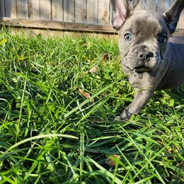 French Bulldog Puppies from Sun City Kennels