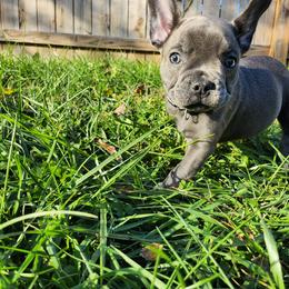 French Bulldog Puppies from Sun City Kennels