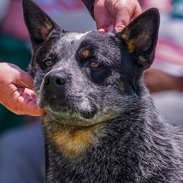 Psych - Australian Cattle Dog