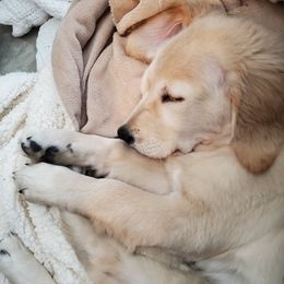 Golden Retriever Puppies from Nutmeg's Golden Puppy Dog