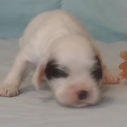 Eleanor - Black and white female Cocker Spaniel puppy in Crossville, Tennessee from Timber Sunrise Cockers