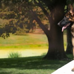 German Shepherd Puppies from Riverline Shepherds