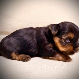 Green collar - Black and tan male Yorkshire Terrier puppy in Dallas, North Carolina from Yorkie Fever