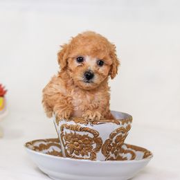 Poodle Puppies from Teacup & Toy Poodles