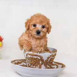 Poodle Puppies from Teacup & Toy Poodles