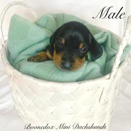 Dachshund Puppies from Marissa's Dachshunds (BooneDox Mini Dachshunds)