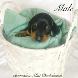Dachshund Puppies from Marissa's Dachshunds (BooneDox Mini Dachshunds)