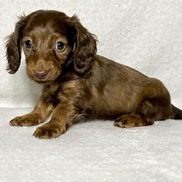 Lorelei - Chocolate and tan female Dachshund puppy in Lake City, Florida from KNG FARMS