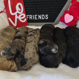 Schnoodle puppies from Stormi Sky Schnoodles