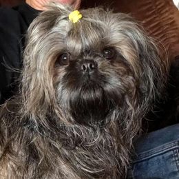 Shih Tzus from Sunshine Shih Tzus