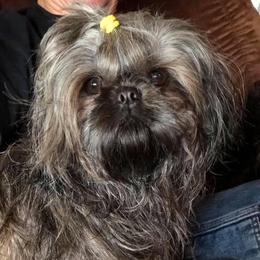 Shih Tzus from Sunshine Shih Tzus