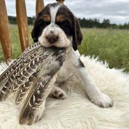 English Springer Spaniel Puppies from Currahee Fields Springers