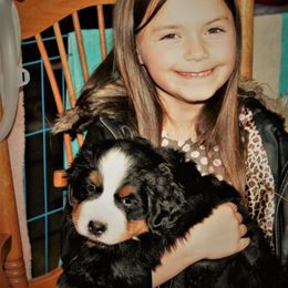 Bernese Mountain Dog Puppies from Baby Bear Bernese Kennel