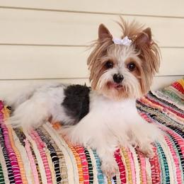 Princz - Yorkshire Terrier