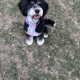 Mack - Bernedoodle