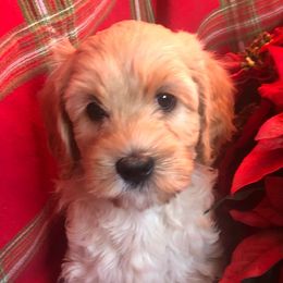 Australian Labradoodles from All-Spice Australian Labradoodles