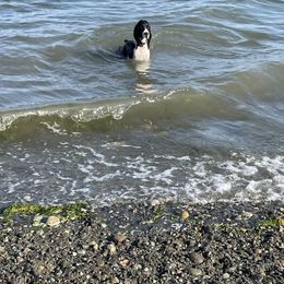 English Springer Spaniel All Grown Up from Tandem English Springer Spaniels