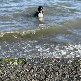 English Springer Spaniel All Grown Up from Tandem English Springer Spaniels