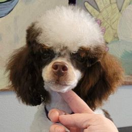 Coco Chanel - Poodle