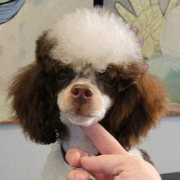 Coco Chanel - Poodle