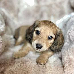 Abe (Munster) - Cream male Dachshund puppy in Lincoln, California from ForeversEdge Doxies