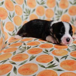 Boy 2 - White and black Pembroke Welsh Corgi puppy in Cypress, Texas from Boba Tea Corgis