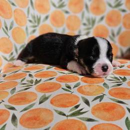 Boy 2 - White and black Pembroke Welsh Corgi puppy in Cypress, Texas from Boba Tea Corgis