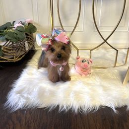Yorkshire Terrier Puppies from Yorkshire Terriers