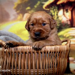 Girl 3 - Golden Retriever puppy in Anderson, California from Redtail Golden Retrievers