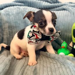 Cole AKC - Black and tan male Chihuahua puppy in Seneca, Missouri from Stephanie’s Puppy Colony