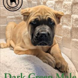 Dark Green - Fawn male Cane Corso puppy in Schell City, Missouri from Schell Osage Cane Corsos