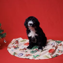 Bambi - Black and white female Sheepadoodle puppy in Los Angeles, California from Exquisite Doodles