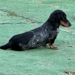 Knight - Dachshund