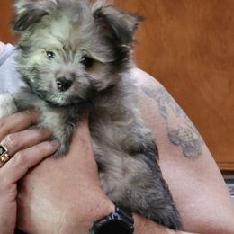 Evan - White and tan male Maltese puppy in Terrell, Texas from PBJ Farms