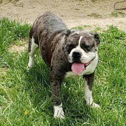 Lil Bit - Alapaha Blue Blood Bulldog