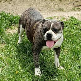 Lil Bit - Alapaha Blue Blood Bulldog