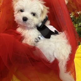 Maltese Puppies from The Royal Furbabies