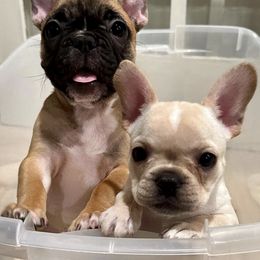 French Bulldogs from Dreamabuls French Bulldogs