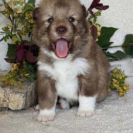 Boy 2 - male Native American Indian Dog puppy in Granby, Colorado from Turtle Island NAIDs