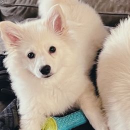 Remi - American Eskimo Dog