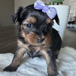 6 - Black and gold female Yorkshire Terrier puppy in Sterling, Colorado from Nikki’s Yorkies & Doodles
